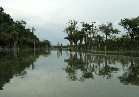 The Flooded Forest