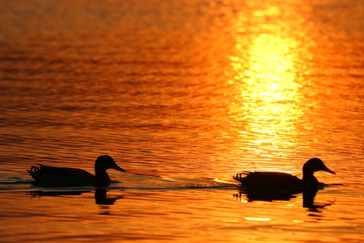 Flaming Ducks