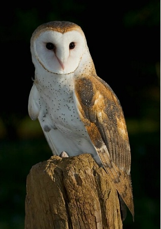 Barn Owl