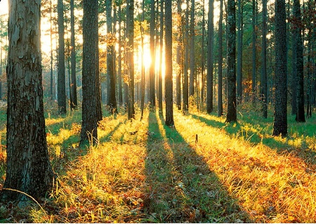 Sunrise in pine stand