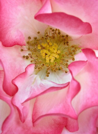Sensual Rose Petal Design