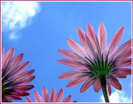 Pink Daisies