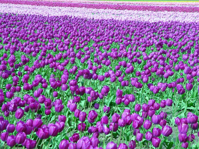 Purple Tulips in Bloom