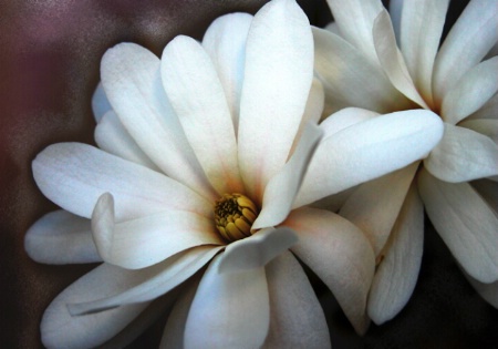 Magnolias