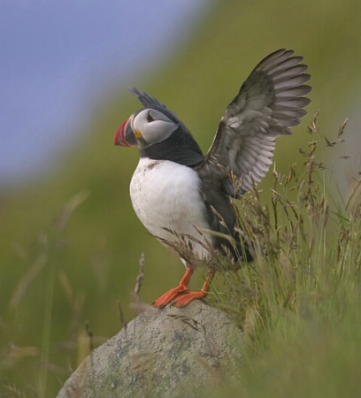 Puffin