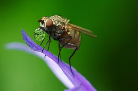 Thirsty Little Bugger