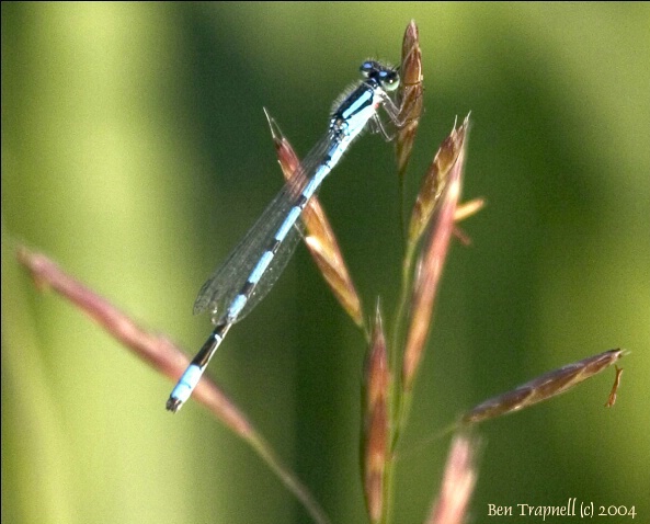 Damsel Fly