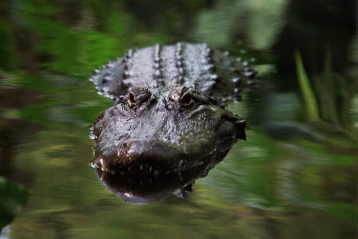 Stalking Gator