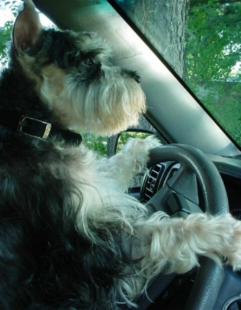 Driving Miss Daisy