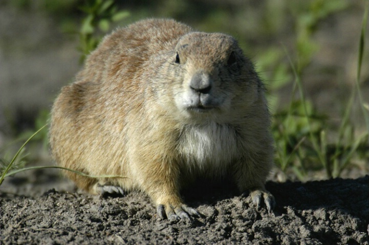 Prairie Dog from car with moon roof as blind