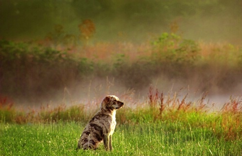 Fog and Early Morning Sun