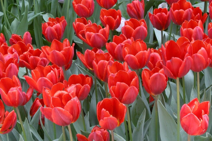 Tulips