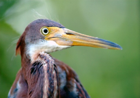 Egret Close-up