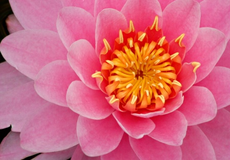 Pink Water Lily