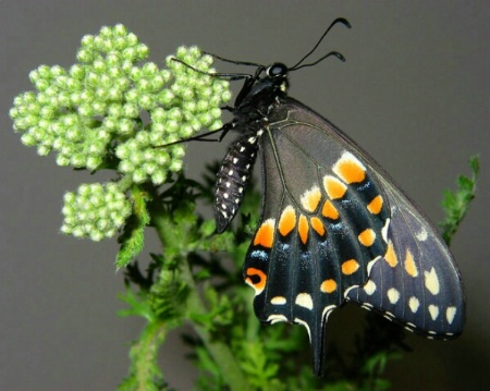 Black Swallowtail