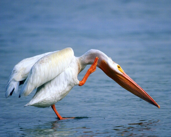 White Pelican