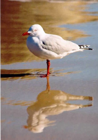 LONE GULL