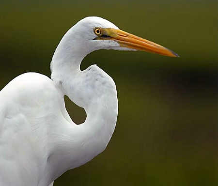 Egret