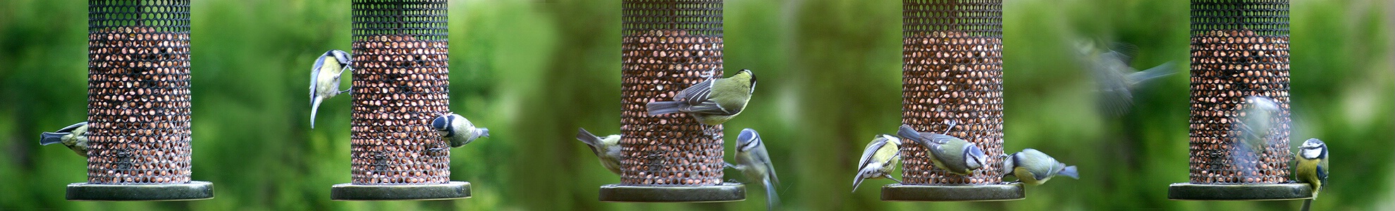 Bluetits