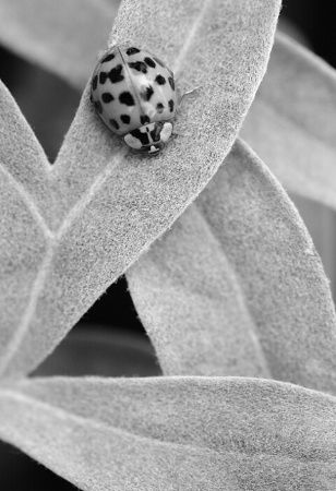 Lazy Ladybug 
