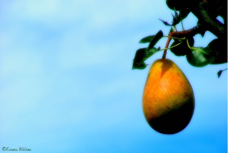 Pear Tree