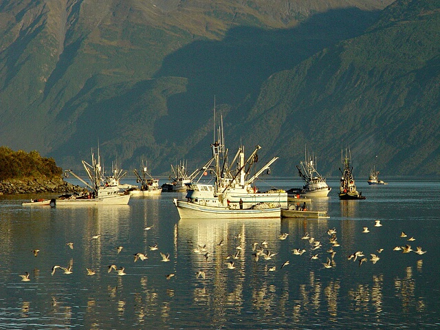 Stalking the Silver Salmon