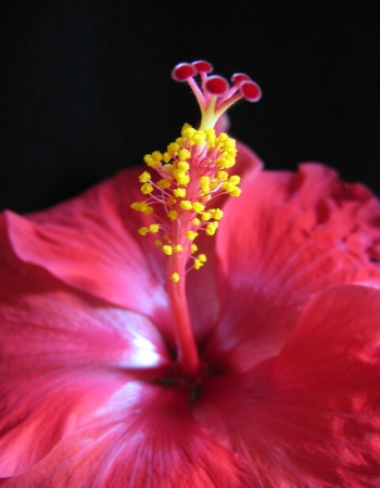 Red Hibiscus