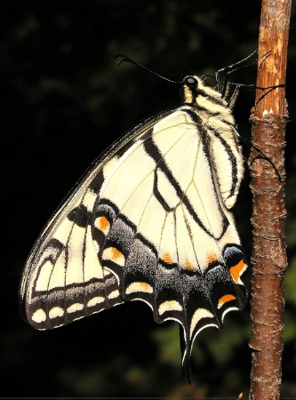 Tiger Swallowtail