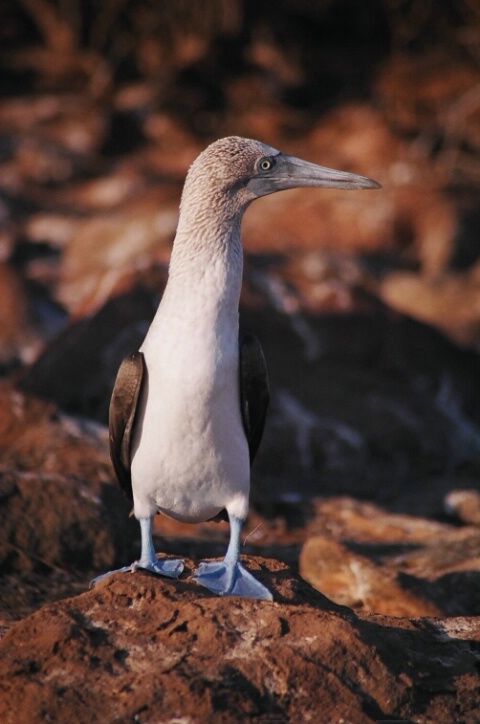 Blue-Footed Booby