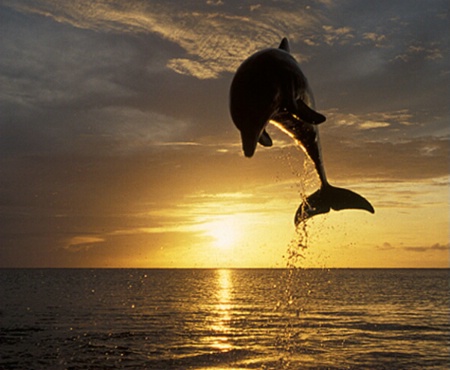 Dolphin Sunset 1