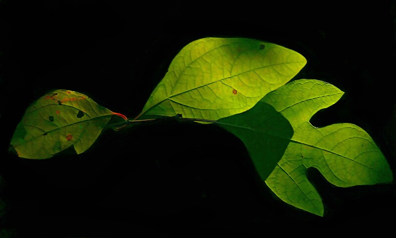 Sassafras Leaves in Light and Shadow