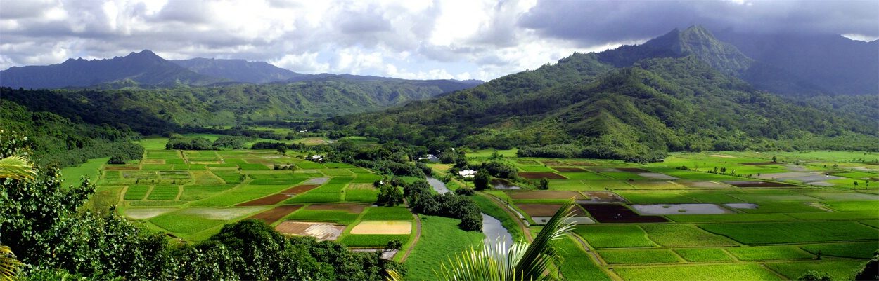 HANALEI TARO FIELDS