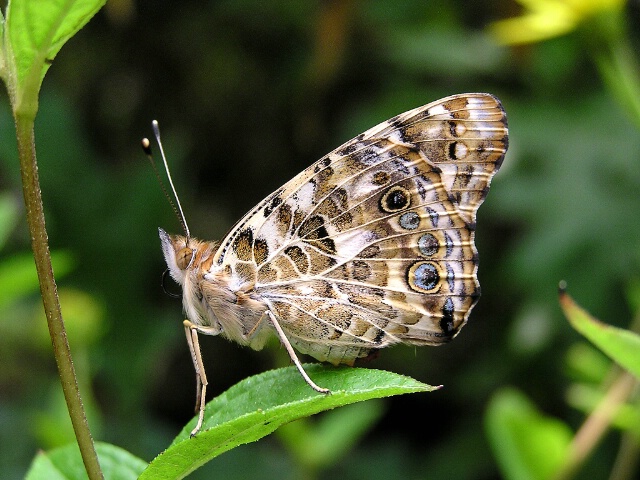 Painted Lady