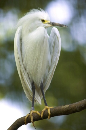 Snowy Egret