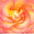 © Virginia L. Hughes PhotoID # 566581: Rose