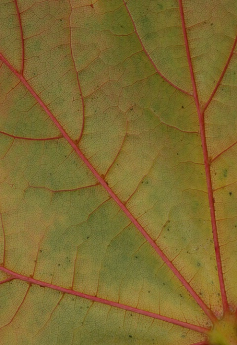 Leaf Line