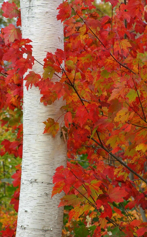 Maple leaves on Shelburne White Birch