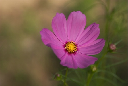 Cosmos Delight