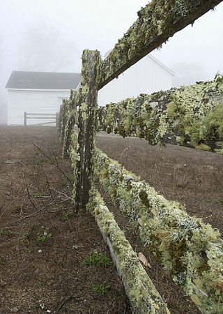 Growth in the Fog