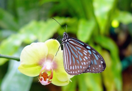 Butterlfly on Orchid