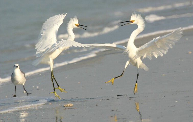 Dancing Snowy Egrets