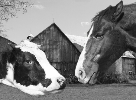 Barn Yard Gossip v.II