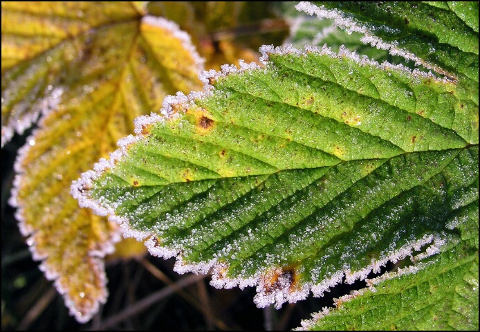 Hoar frost