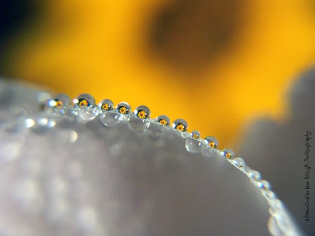 Daisy Chain