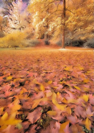Infrared Autumn