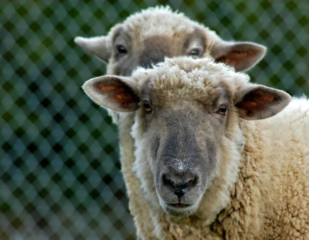 Sheepish Look