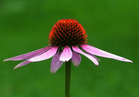 Echinacea Flower