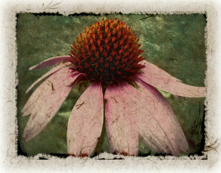 Coneflower Art