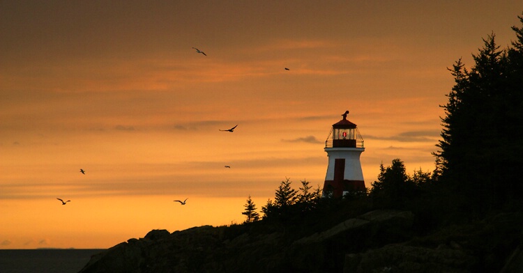 Morning Gulls