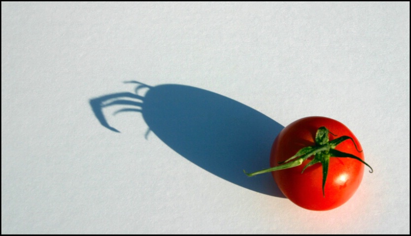 One Tomato One Shadow